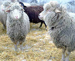 У одесского монастыря украли овец 
