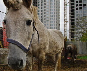 В центре Одессы бросили лошадей 