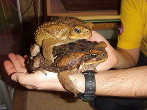 В Южной Пальмире родилось 500 ядовитых жаб 