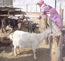 В местном зоопарке родились страусята, козлята и ягнята 