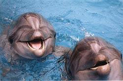 Браконьеры погубили три сотни дельфинов 