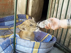 В Одесском зоопарке новорожденного львенка кормят из соски