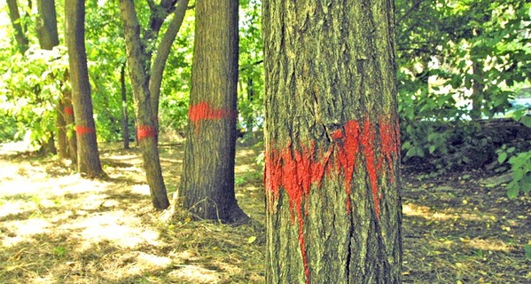 Зачем в парке Шевченко вырубают деревья?