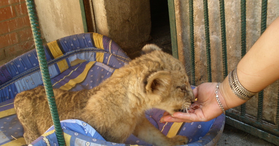 В Одесском зоопарке на конкурсе дали юной львице имя  Сури