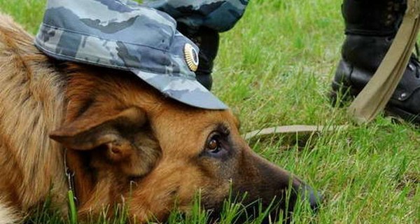 Одесские милиционеры «наварили» на служебных собаках 32 тысячи гривен
