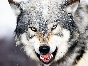 В Одессе волки изуродовали шестилетней девочке лицо и руку