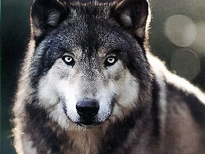 Директор Одесского зоопарка: «Мать признала свою вину за покусанную волками дочь»