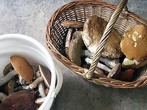 В Одесской области 8 человек отравилось грибами