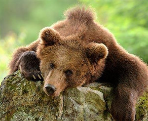 В Якутии заживо сожгли медведицу из Одессы?