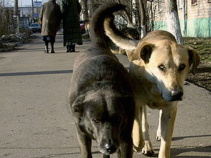 Защитники животных: власть хочет избавиться от собак к 1 мая