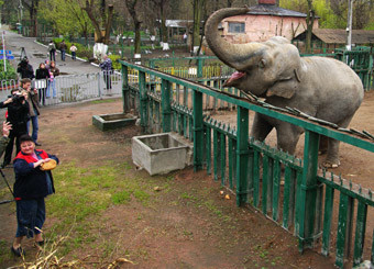 В зоопарке думают, как оплодотворить слониху
