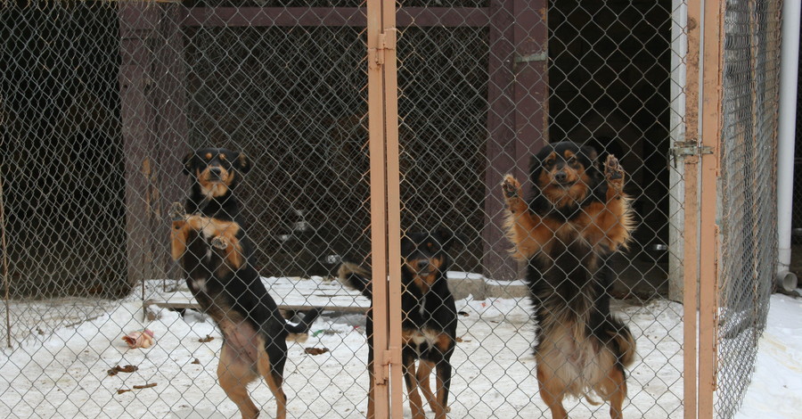 В Одессе могут закрыть единственный приют для животных