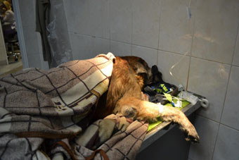Россиянку обвиняют в массовой травле собак