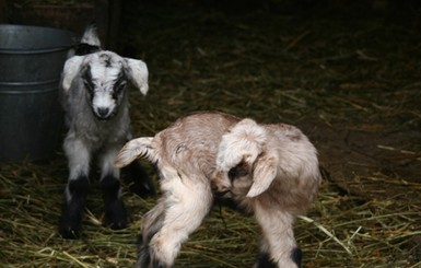 1 апреля в одесском зоопарке покажут родившихся козлят и быка-моряка