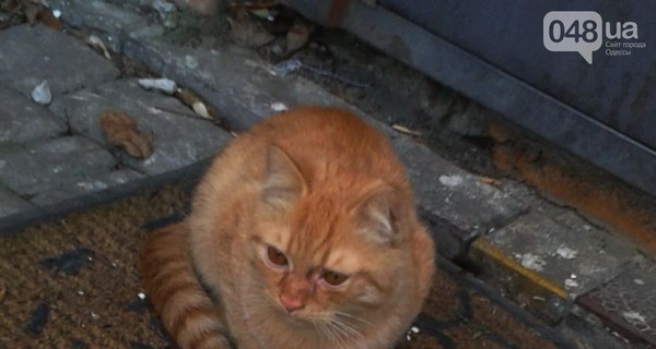 Кошку-символ ювелирного салона с Дерибасовской бросили на улице
