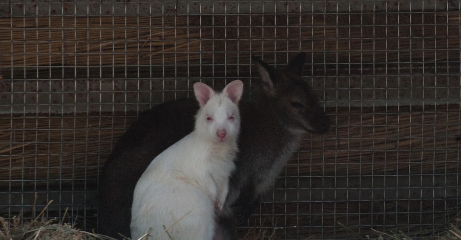 Кенгуру-альбиноса в одесском зоопарке родила Герда из Винницы