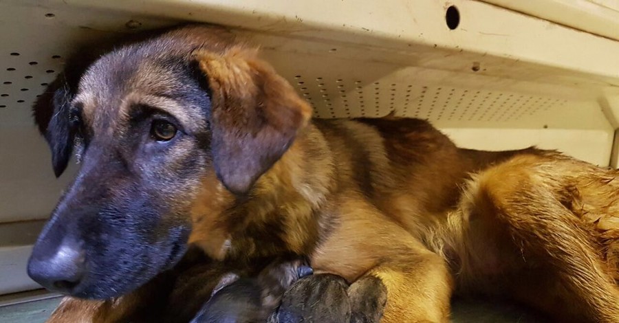 В Москве бездомная собака родила щенков в вагоне метро