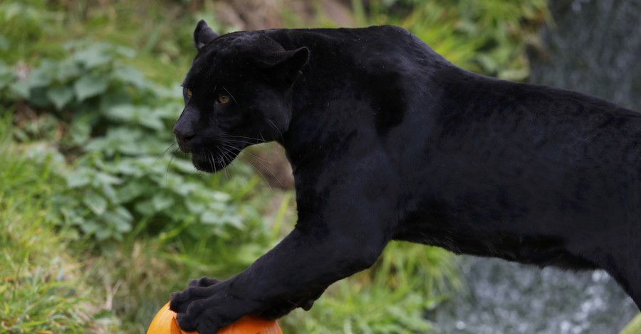 Как зверюшки британского зоопарка отметили Хэллоуин 