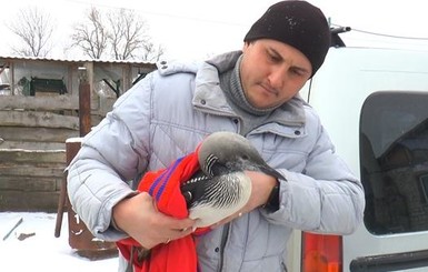 В Полтаве спасли европейскую гагару, которая не долетела на зимовку в Крым