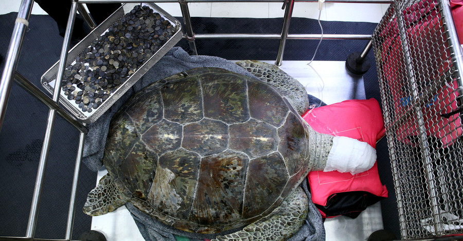 В Бангкоке врачи достали из черепахи 5 килограмм монет