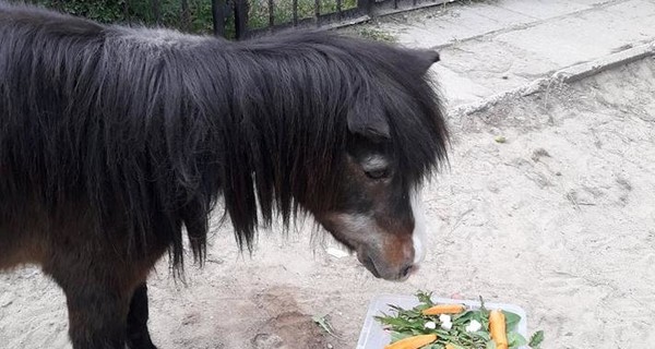 В Николаевском зоопарке бурно отметили  30-летний юбилей пони