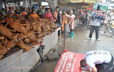 В Китае открылся фестиваль собачьего мяса, несмотря на слухи о запрете