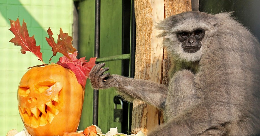 Зоо-Хэллоуин: в киевском зоопарке животных угостили страшными тыквами