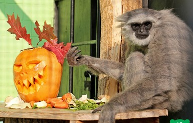 Зоо-Хэллоуин: в киевском зоопарке животных угостили страшными тыквами