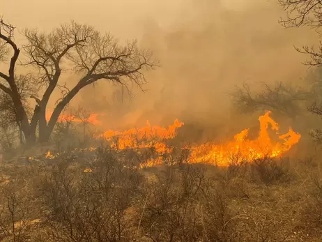 Техас бореться з другою за величиною лісовою пожежею в історії штату
