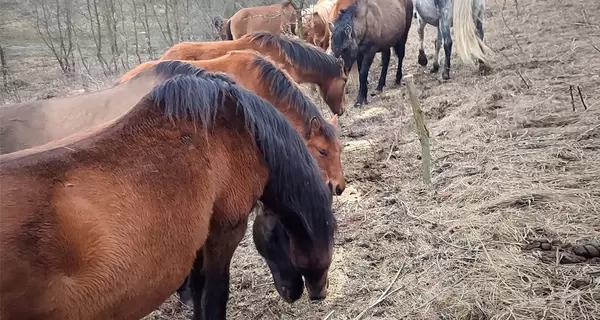 На этих конях украинцы въехали в историю - как энтузиасты возрождают породу полесских коней