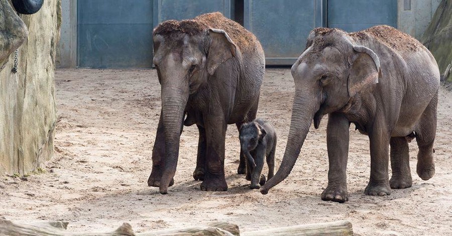 Немка завещала Кельнскому зоопарку 22 миллиона долларов