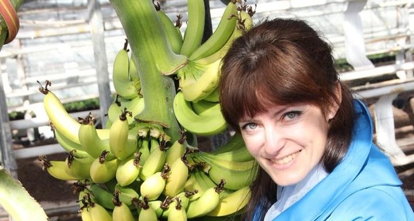 Завалим Украину бананами