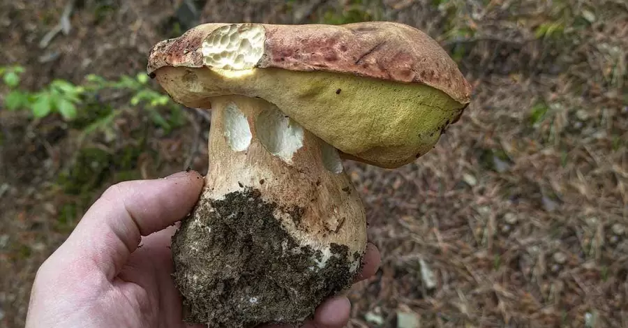 Весняне літо: через спеку та дощі в лісах «пішли» білі гриби